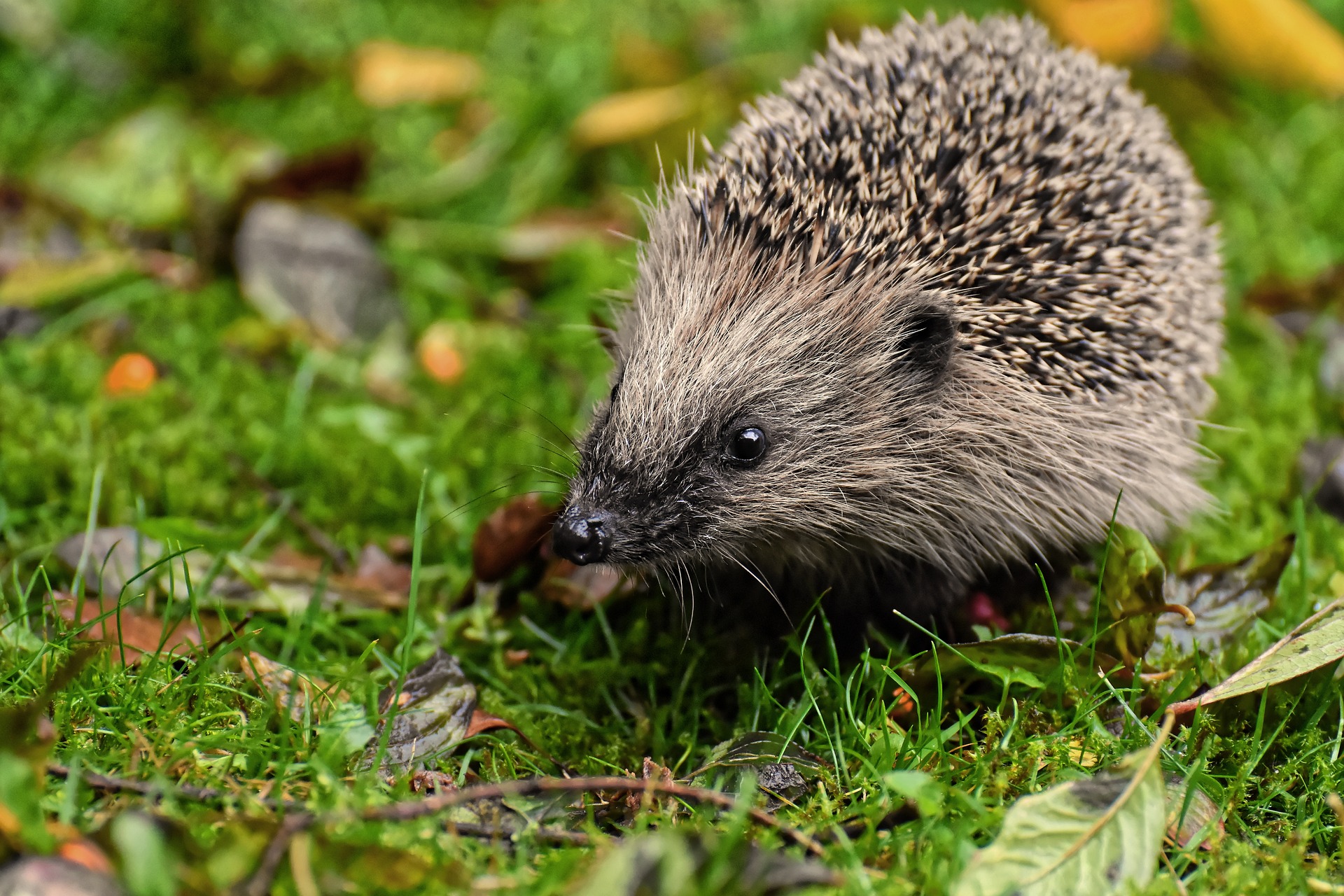 56-igel