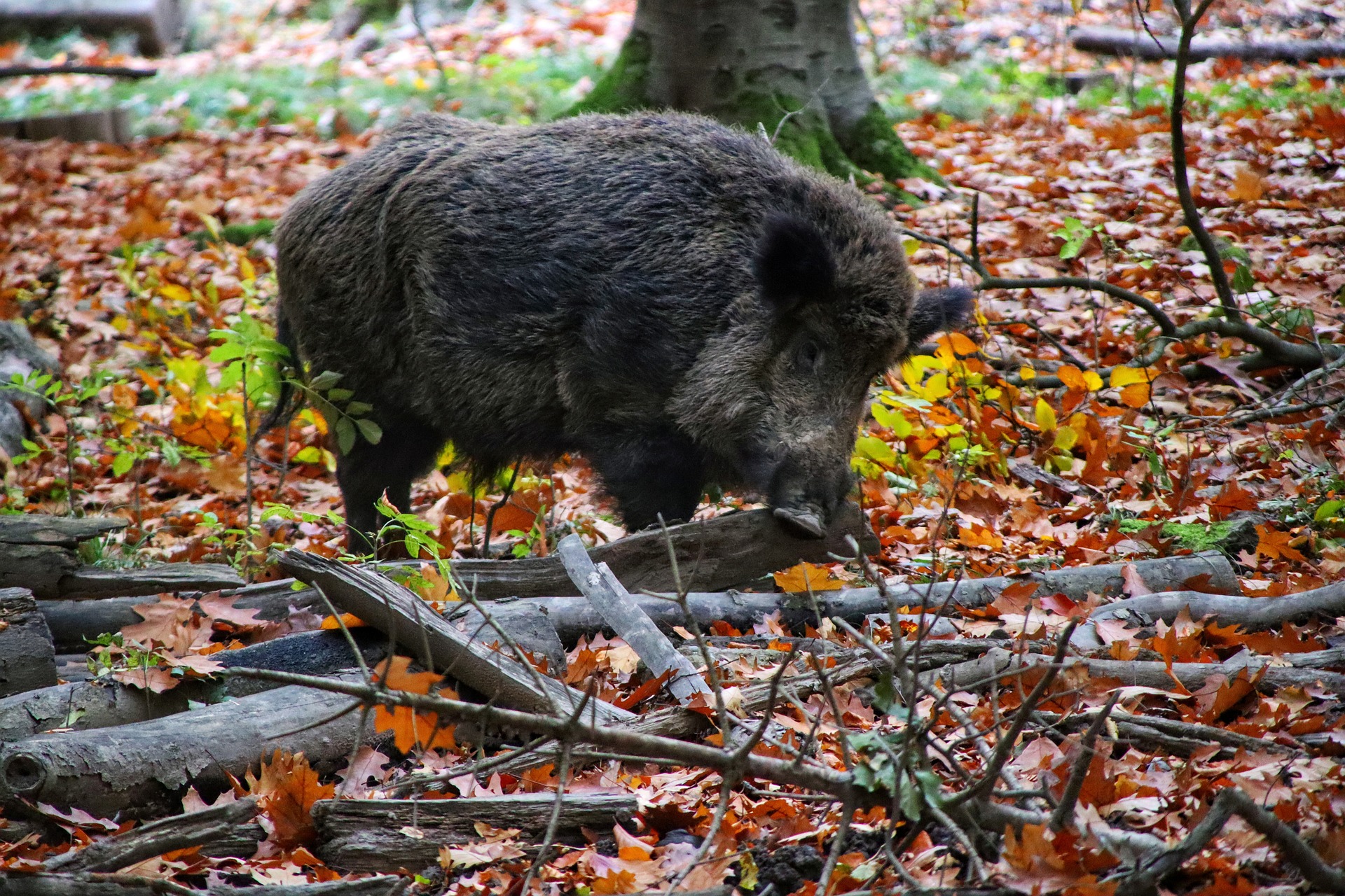 62-wildschwein